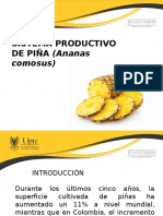 Cultivo de Pina