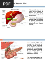 Anatomía Del Sistema Biliar