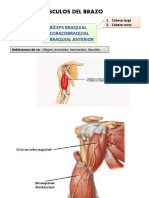 Musculos Del Brazo Yy Antbrazo