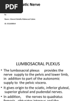 Sciatic Nerve: by Name: Ahmed Abdalla Mahmoud Salem ID: 052608064