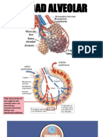 Unidad Alveolar