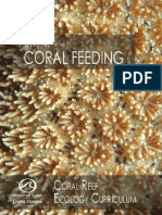 U4 Coral Feeding Background