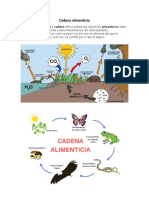 Cadena Alimenticia y Ecosistema