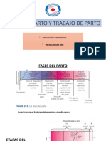 Fases Del TDP