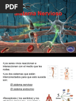 Sistema Nervioso Anatomía y Fisiología