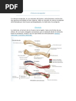 Morfofisiologia Cintura Escapular y Pélvica