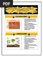 Diferencias Entre Catabolismo y Anabolismo