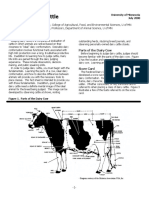 Judging Dairy Cattle