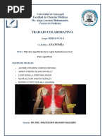 Musculos de La Región Lumbodorsocervical. Trabajo Colaborativo.