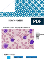 Hematopoyesis