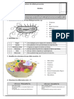 Estructura de Célula Procariota