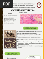 Ascariosis Porcina Nuevo