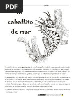 Caballito de Mar