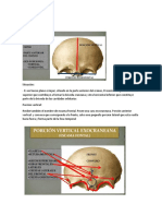 Huesos Del Cráneo
