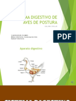 Sistema Digestivo de Aves de Postura