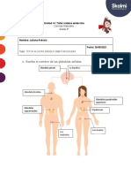 Actividad 14 - Tarea Sistema Endocrino