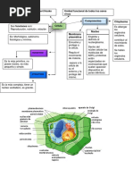 Celula Esquema