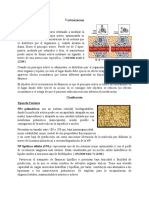 Vectorizacion - Concepto Clasificacion y Aplicaciones