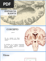 Sustancia Blanca Del Cerebro