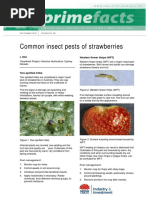 Common Insect Pests of Strawberries