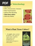 Plant Tissue