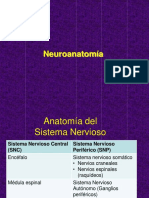 Neuroanatomía