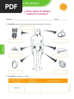 Ficha de Refuerzo Sistema Endrocrino