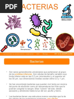 Bacterias