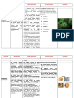 Phylum de Inverebrados