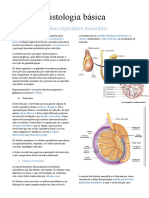 Histologia Básic Sistema Reprodutor Masculino