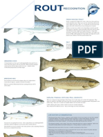 Sea Trout Recognition