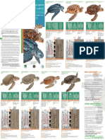 Guia Rapida de Tortugas Marinas de Mexico