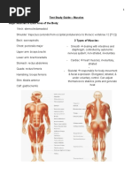 Test Study Guide - Muscles Major Muscles in Each Area of The Body