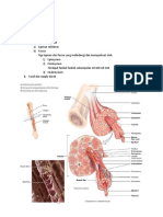 Struktur Anatomis Otot 2