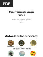 5 - Observacion de Hongos - 2