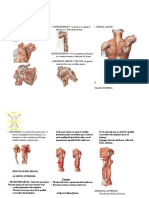 Musculos Del Cuerpo Humano