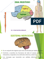 Sistema Nervioso I