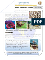 Equinodermos, Moluscos y Artrópodos Desarrollado