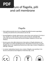 Bacterial Flegella, Pilli and Cell Membrane