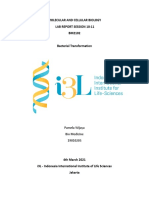 Bacterial Transformation Lab Report