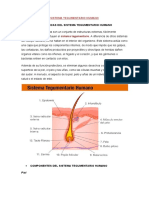 Sistema Tegumentario