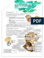 Resumen Anato Aplicada Completo