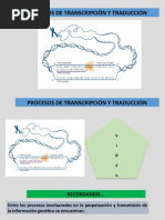 Procesos de Transcripcion y Traduccion