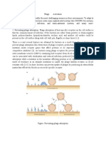 Phage Activation Stages