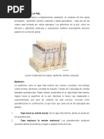 Estructura de La Piel