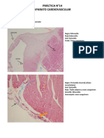 Laminas Unidad 2 Histologia