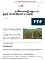 Consórcio Milho e Feijão Guandu para Produção de Silagem - Galpão Centro-Oeste