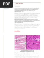 Tejido Muscular - Atlas Digital