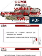 Clase 8. Glucólisis y Formación de Acetil-CoA