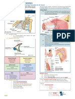 (BCA HSB) Anatomy of The Upper Extremities (Dr. Gomez) Mimikyu X MustKnotes 2022